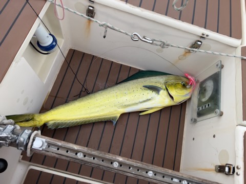 mahi-mahi