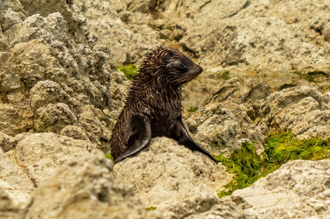 Baby Seal