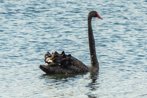 Black Swan