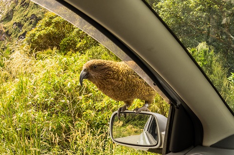 Kea