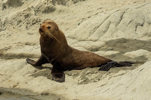 NZ Fur Seal