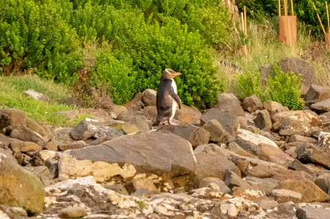 Penguin