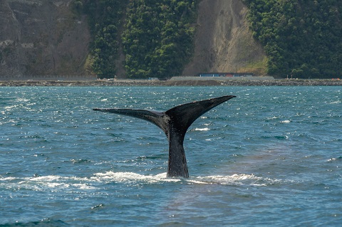 Sperm Whale